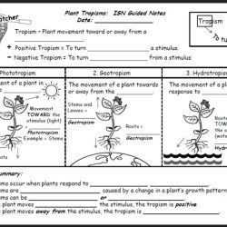 Plant tropisms color by number answer key