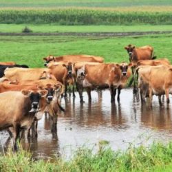 Como se ahogan las vacas en el agua