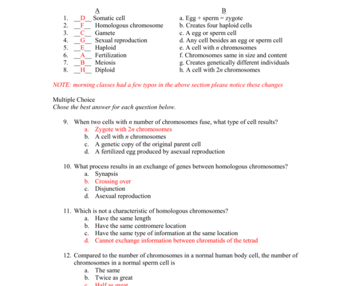 Meiosis pogil answer key pdf