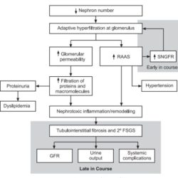 Polycystic kidney disease study adpkd progression autosomal shows diagnostics diet simple does ketogenic treated medical barbara santa recent california university