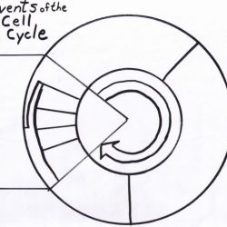 Meiosis pogil answer key pdf