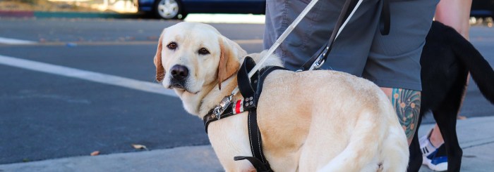 Pedestrians using guide dogs or white canes must