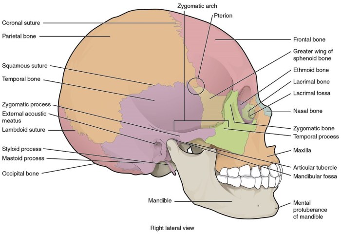 Label the head and neck bones in lateral view