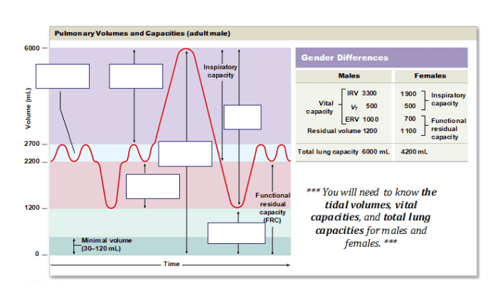 Art-labeling activity pulmonary volumes and capacities