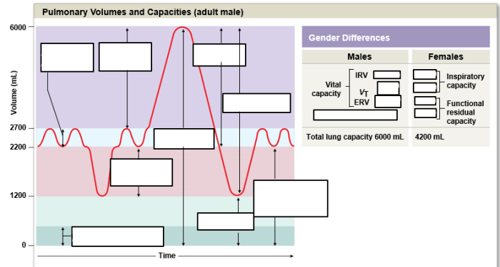 Respiratory capacities volumes