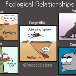 Ecological relationships worksheet pdf answer key