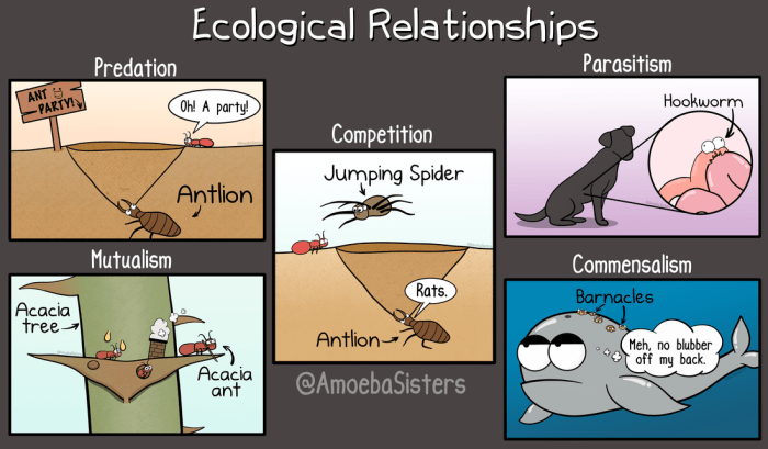 Ecological relationships worksheet pdf answer key