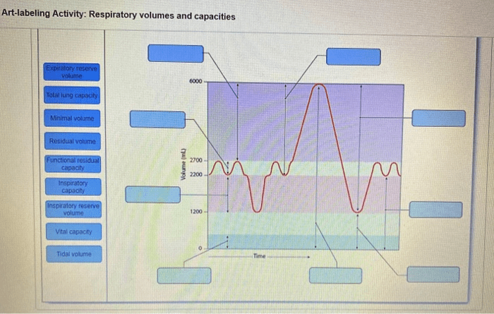 Art-labeling activity pulmonary volumes and capacities