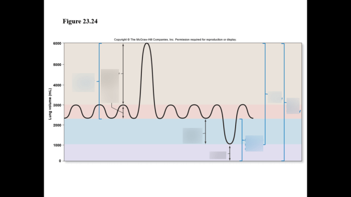 Respiratory tidal lung volumes inspiratory anatomy physiology