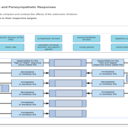 Sympathetic parasympathetic nervous autonomic diagram paramedic notes nclexquiz respiratory physiology nerves